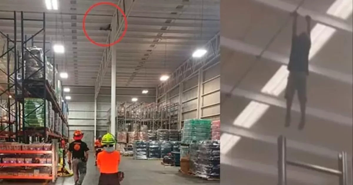 Se mantuvo en las vigas de la parte superior de la bodega y posteriormente comenzó a sujetarse únicamente con las manos, balanceándose y recorriendo algunos metros de la estructura metálica antes de caer al vacío.
