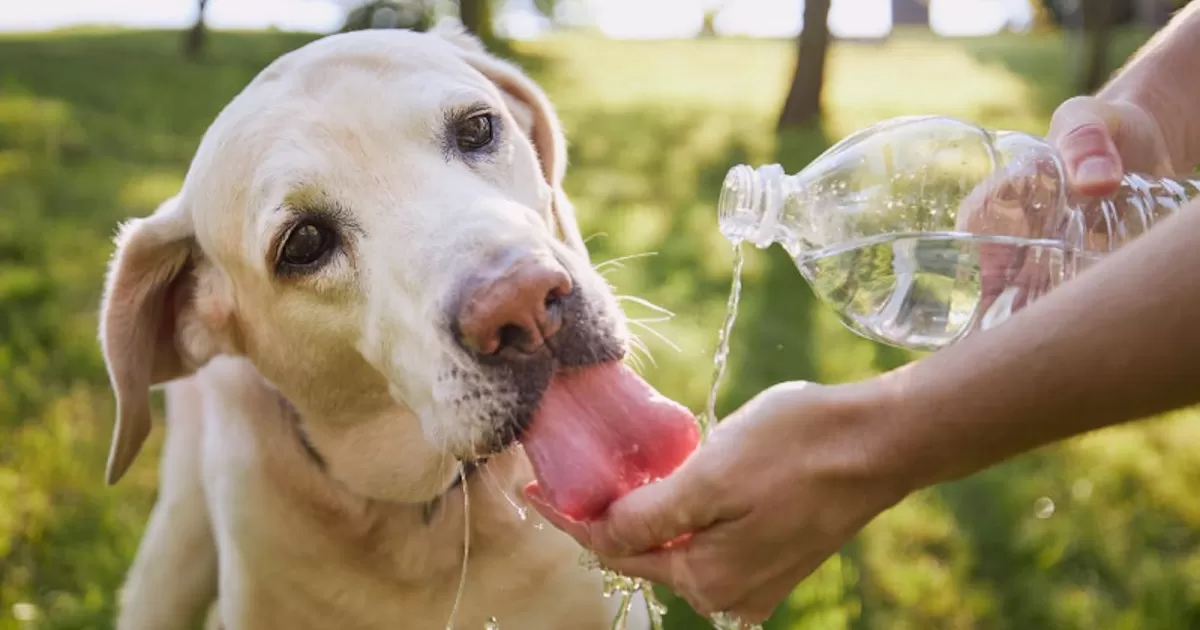 Evita un golpe de calor en tus mascotas; cómo cuidarlos ante las altas temperaturas