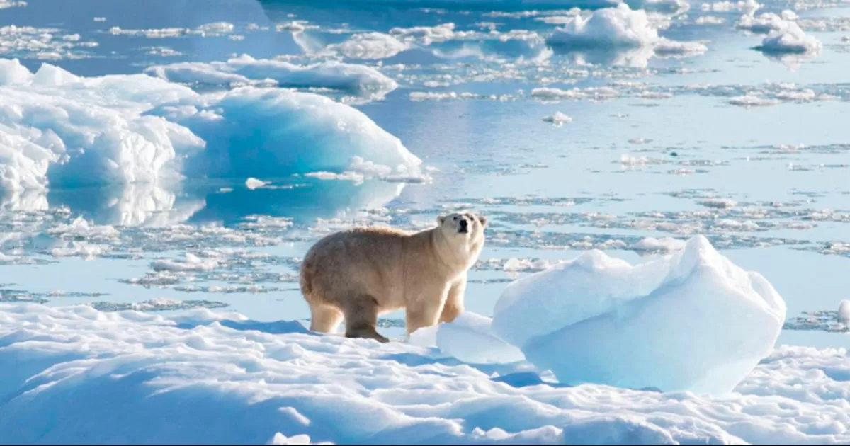 El Polo Norte se quedaría sin hielo para la década de 2030, según estudio