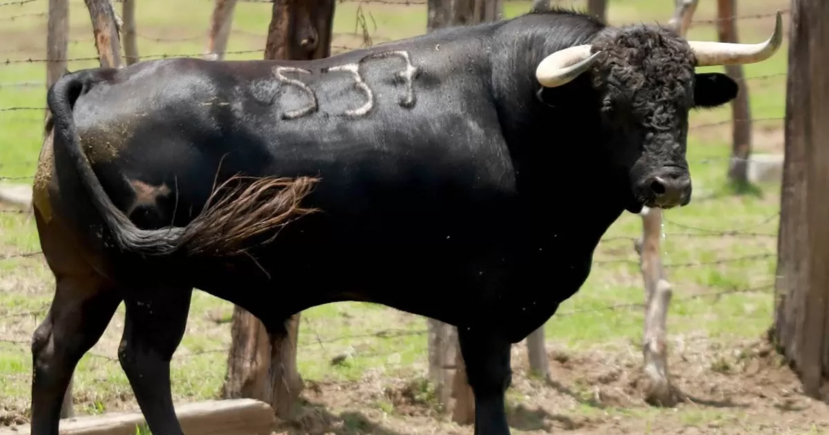 Buena presencia tiene el encierro de Tenopala, para la Corrida de la Prensa de Apizaco