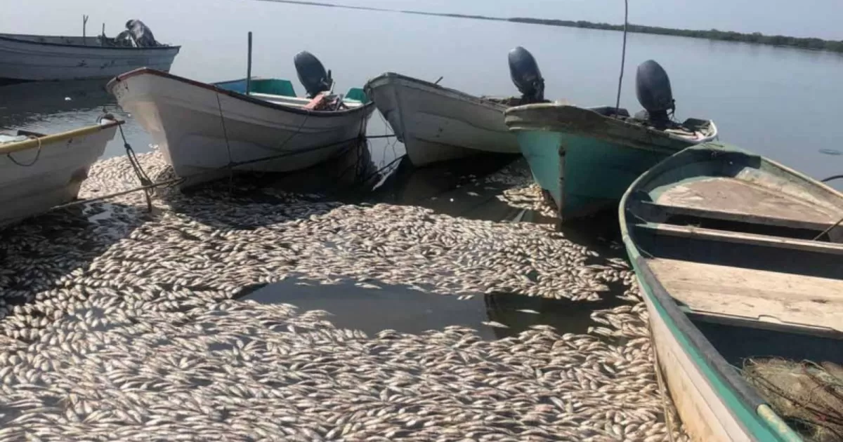 Aparecen cientos de sardinas muertas en costas de Sinaloa