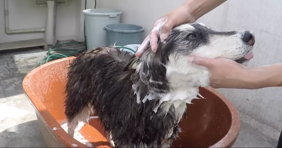 Baños a mascotas para mitigar el calor pueden ser diarios en temporada de calor