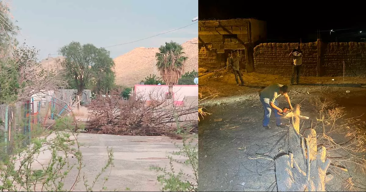 Oficiales de la Policía Civil Coahuila utilizaron una sierra eléctrica para cortar en pedazos el tronco del enorme árbol