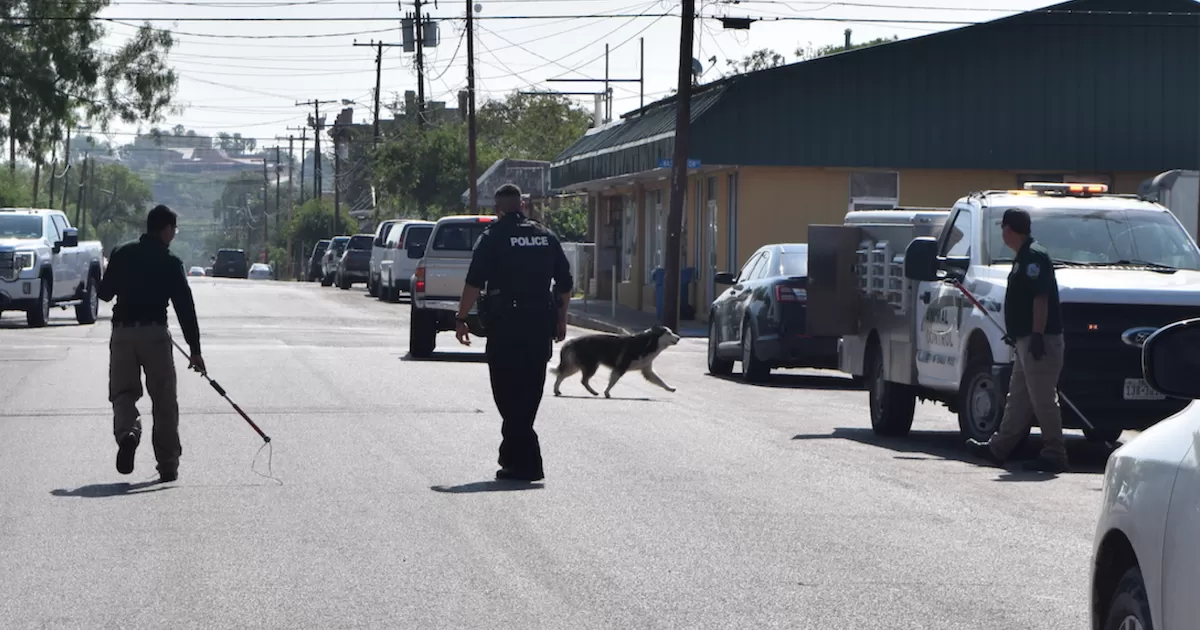 Animal Control captura tres huskys en la vía pública