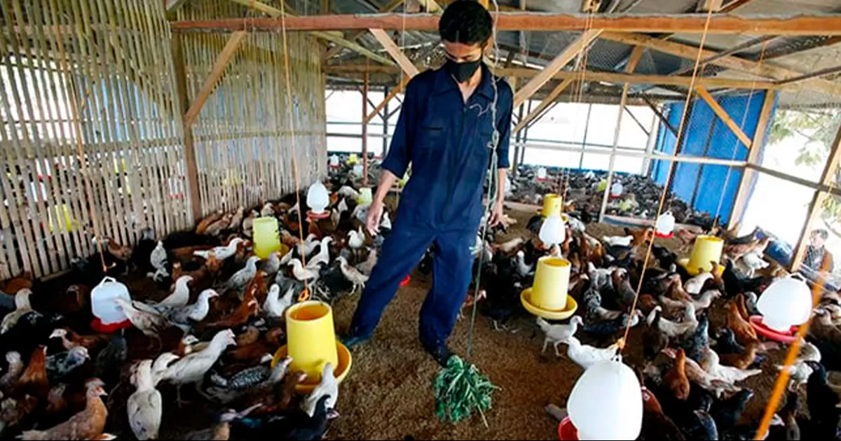 OMS advierte que virus aviar podría mutar para infectar fácilmente a personas