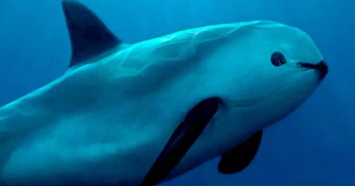 AMLO agradeció a su homólogo de EU, Joe Biden, posponer sanciones contra México relacionadas con la protección de la vaquita marina