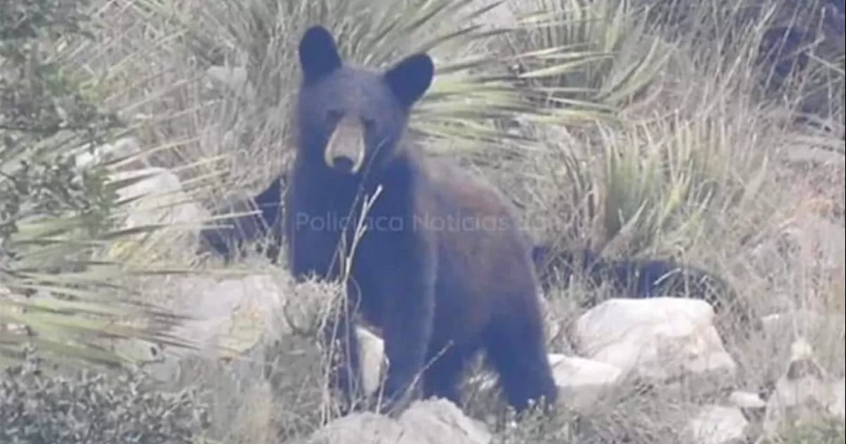 Las recientes lluvias y la protección de las zonas naturales han permitido el crecimiento de la población