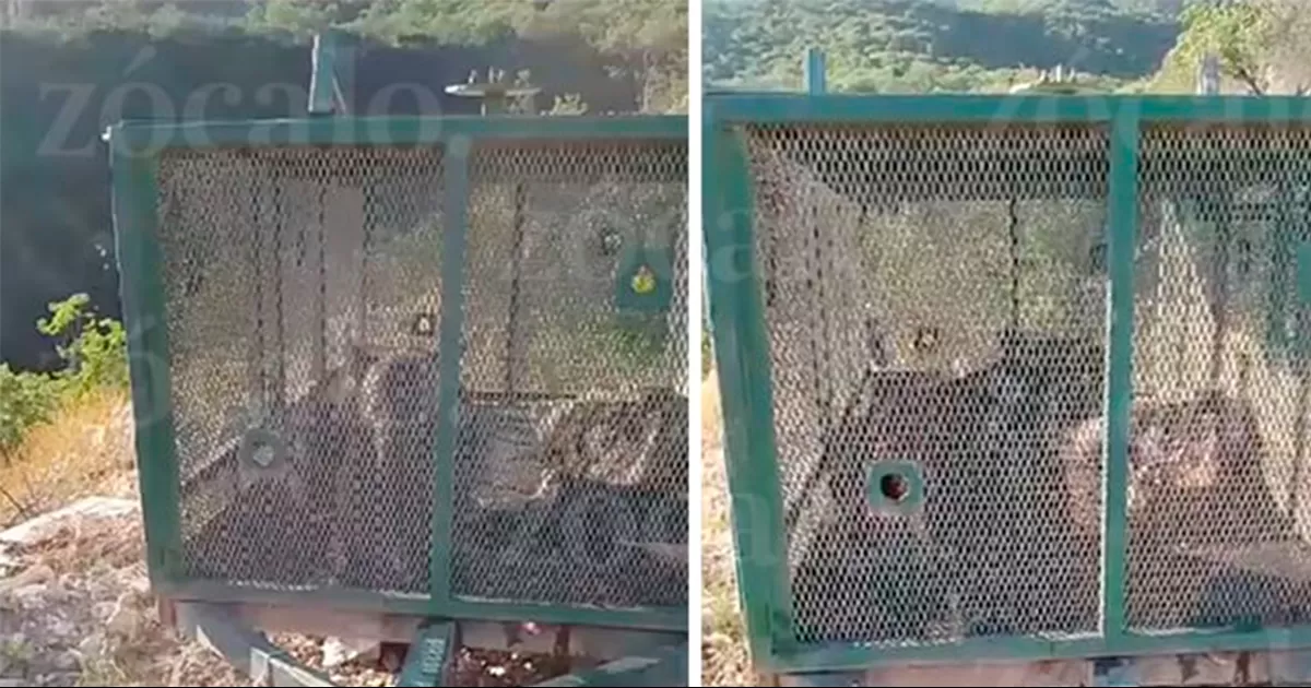 Cae osezno en trampa mientras merodeaba con su familia cerca de Lomas de Lourdes