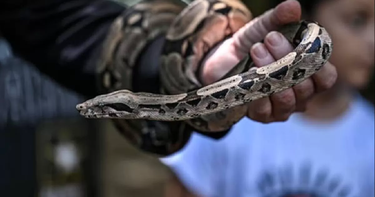 Niña pierde su pierna tras mordedura de serpiente; recibió antídoto, pero familia le inyectó orina de venado