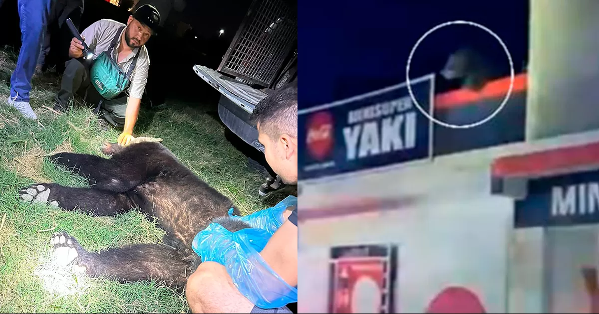 SEMA sanciona a especialista que atendió avistamiento de oso en Piedras Negras