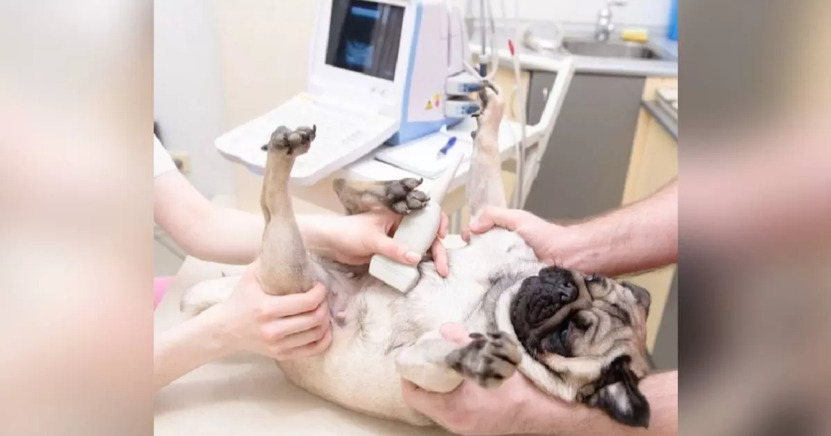 Esterilización de mascotas es una cirugía ambulatoria sencilla