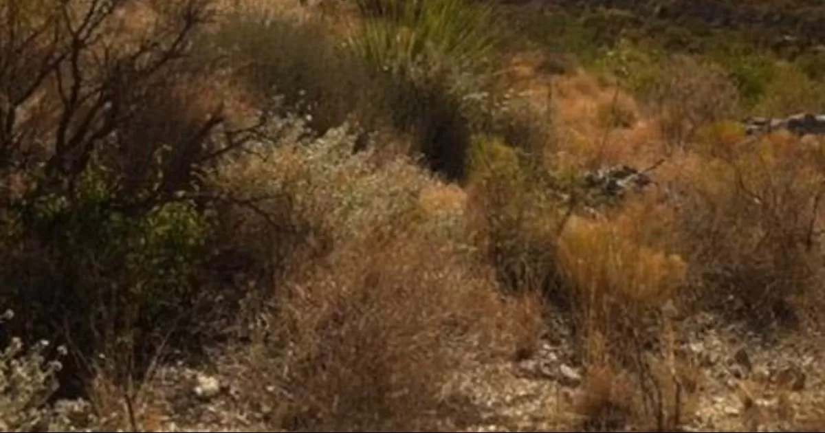 La Fiscalía General de Coahuila y la Fiscalía General de la República integran las carpetas de investigación, en sus respectivas competencias.