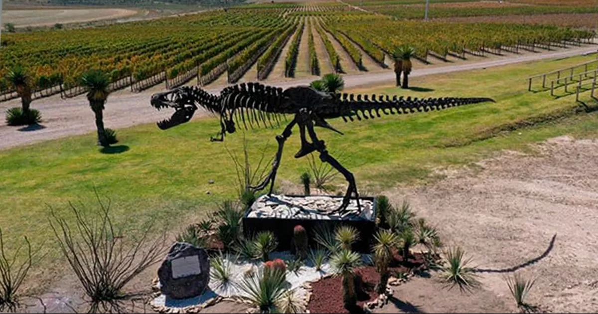 Atraen viñedos de Coahuila al turismo internacional; creciente el potencial del estado