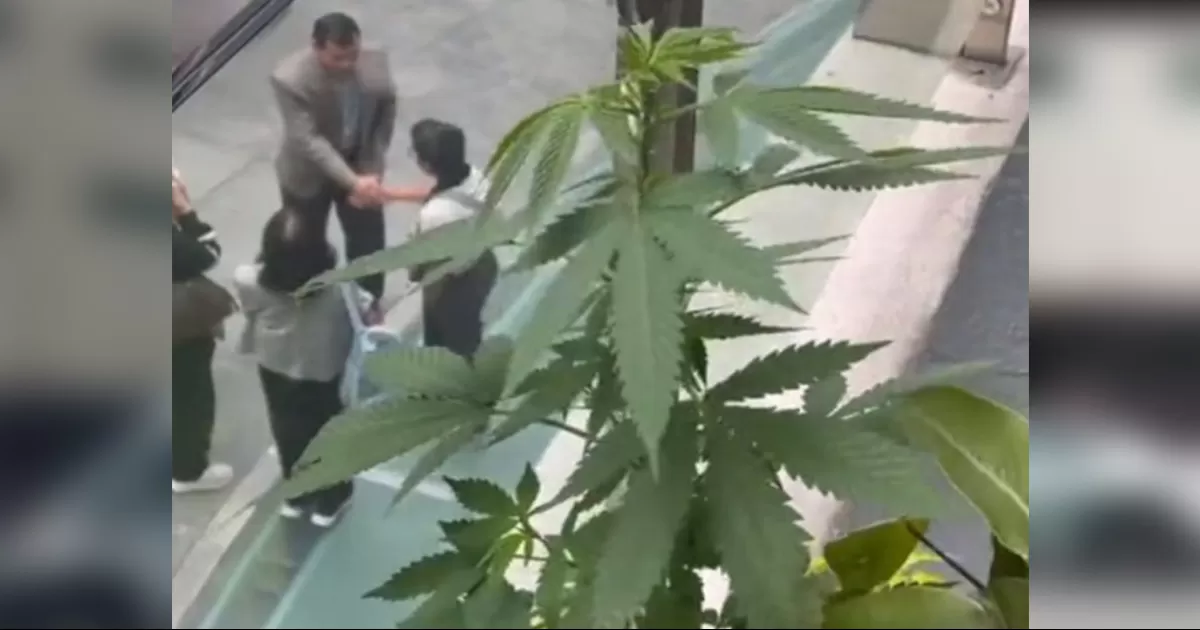Una maceta con una plantita de mariguana apareció en un pasillo del Senado