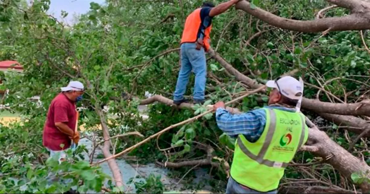 En los arroyos se encontraron hasta un 80% de hierba y maleza
