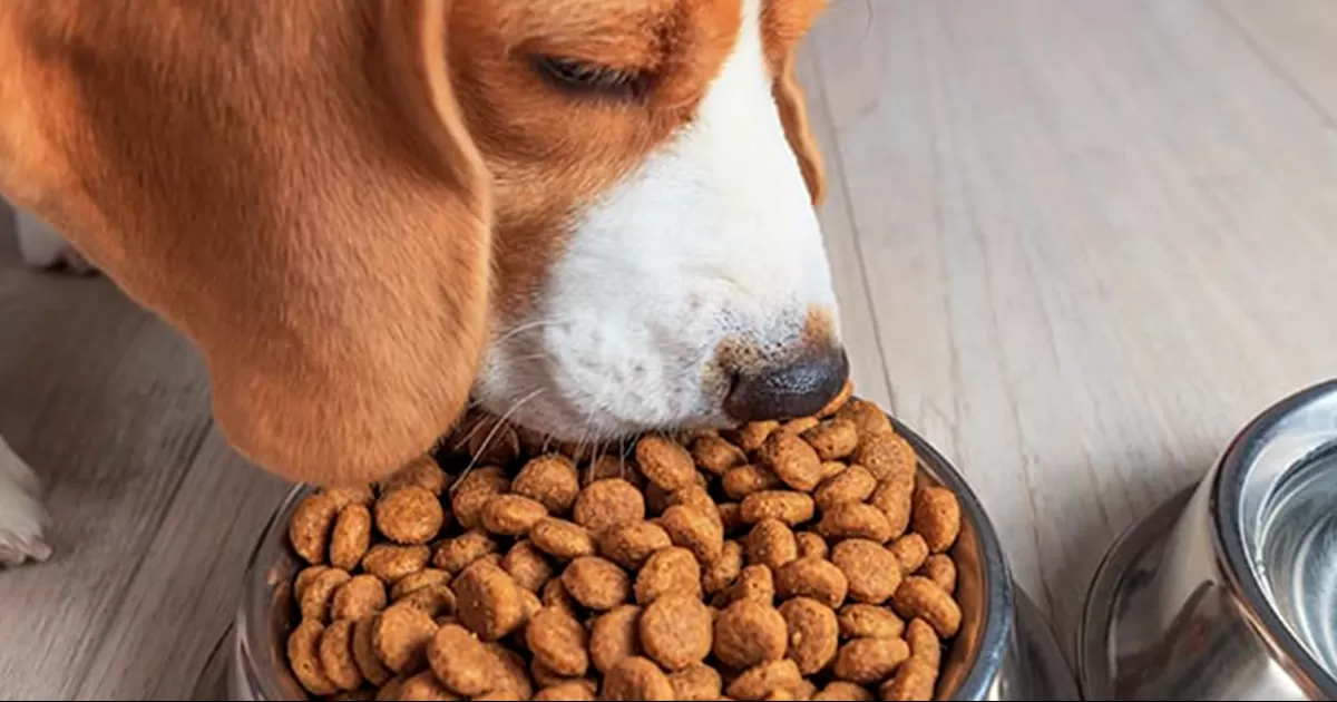 Los resultados de julio se mostraron en su estudio de calidad a diferentes marcas de alimento para perro que se venden en México.