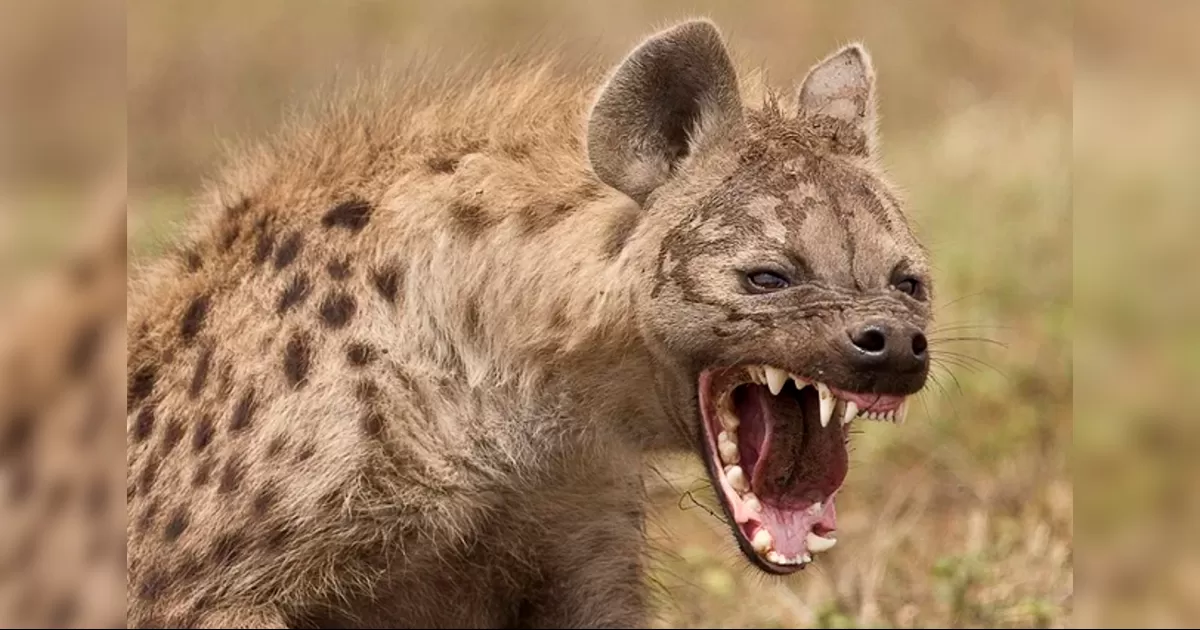 Pidieron a las autoridades sanitarias que examinen a todos los heridos para confirmar que no estén infectados con la rabia.