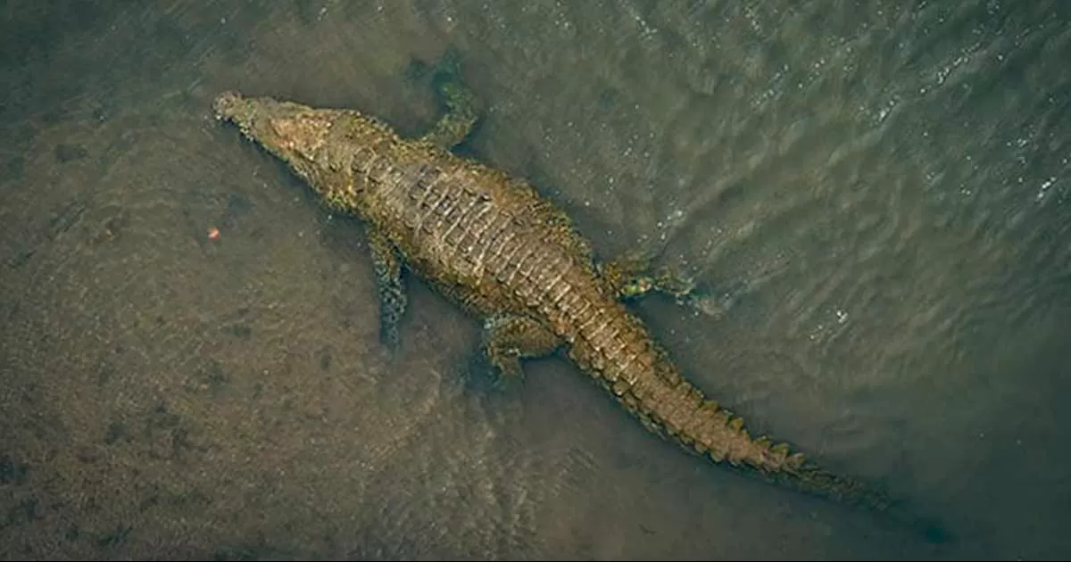 Las autoridades de la ciudad de Maoming pidieron a los residentes que se alejaran del agua y prohibieron las actividades de pesca