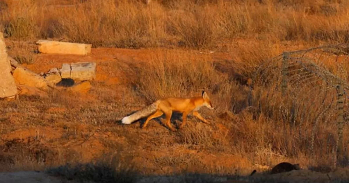 Las autoridades advierten que, cuanto más tiempo se permita que el virus circule entre los mamíferos