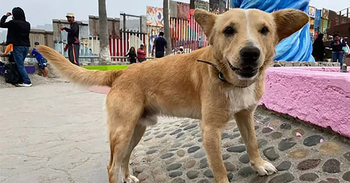 El perrito regresó a esta ciudad fronteriza del noroeste de México, luego de ser abandonado por los migrantes que se internaron al país vecino.
