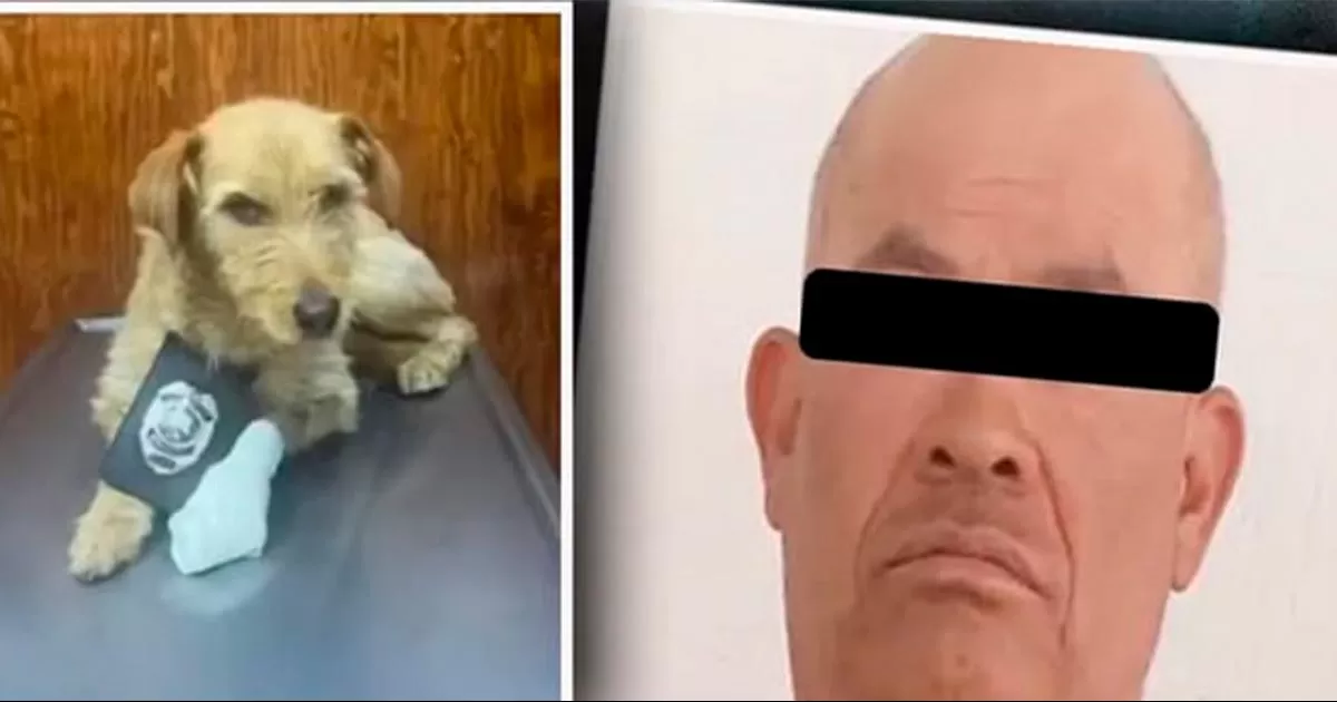Vinculan a proceso a Gustavo ‘N’ por ataque con explosivo contra la perrita ‘Pelusa’ en Atizapán