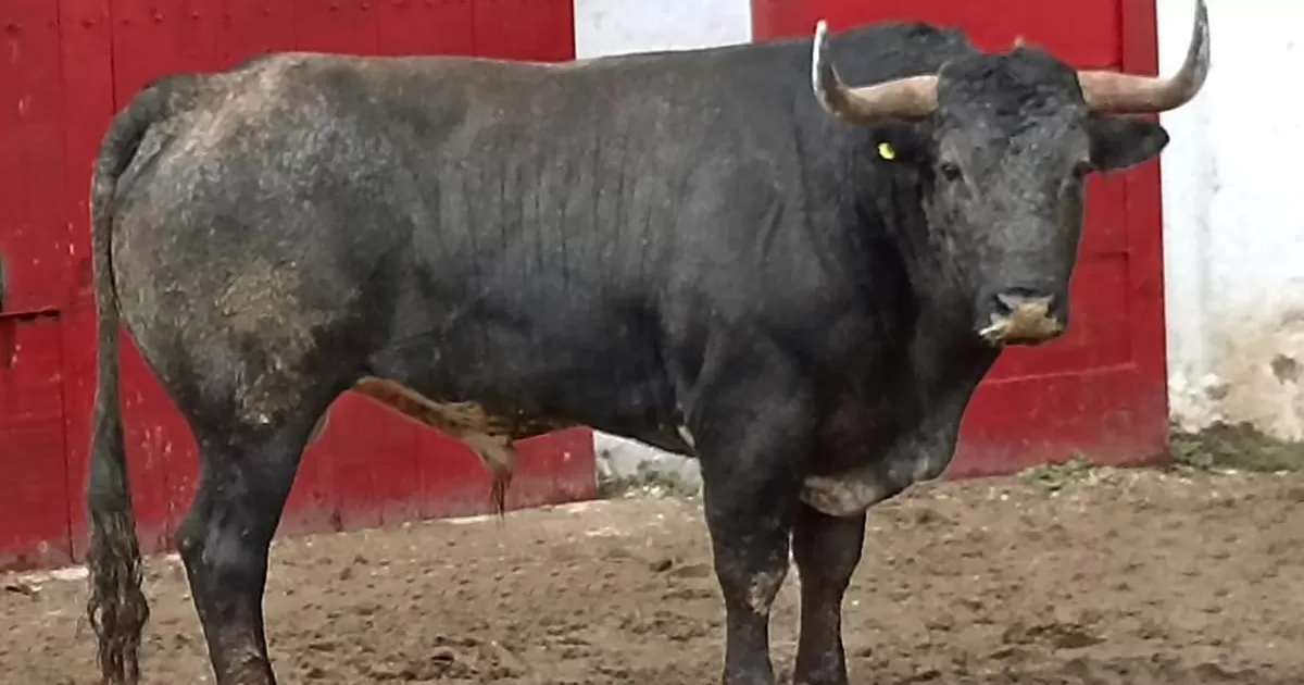 Aprobados los toros de San Mateo y San Marcos, para la “Nuevo Progreso” de Guadalajara