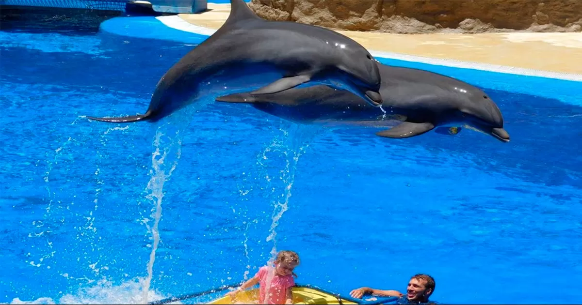Senado alista prohibición de delfines y focas en espectáculos de entretenimiento