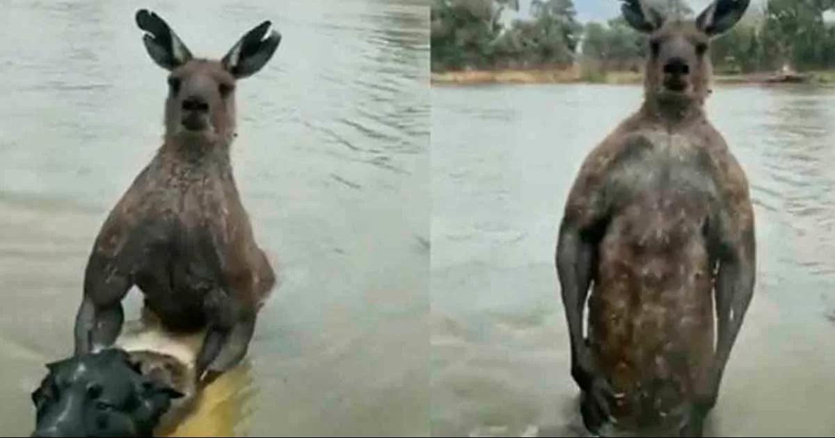 Hombre pelea salvajemente contra un canguro y salva a su perrito de morir ahogado
