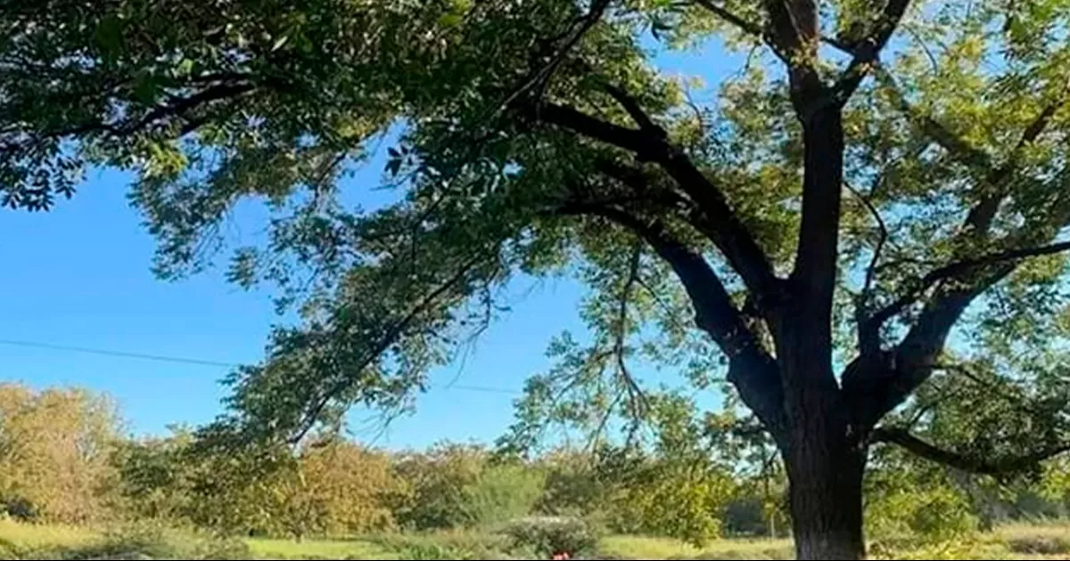 Su esposa declaró a las autoridades que se encontraban ambos trabajando en el corte de nuez
