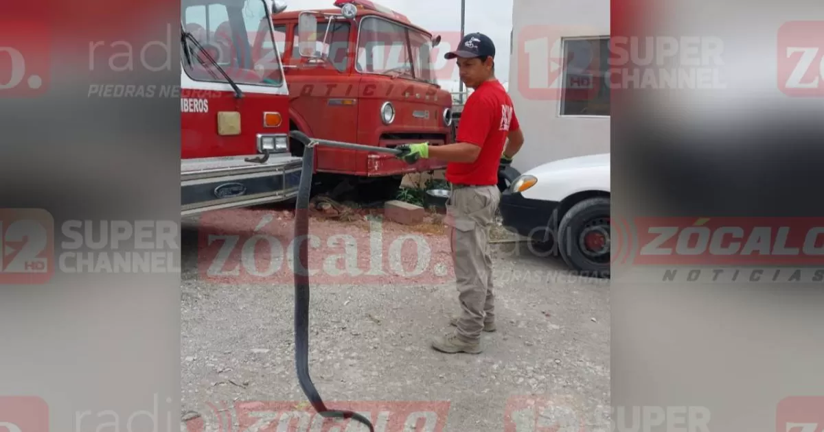 Autoridades de Protección Civil y Bomberos trasladaron al reptil a su hábitat; no se reporta algún incidente