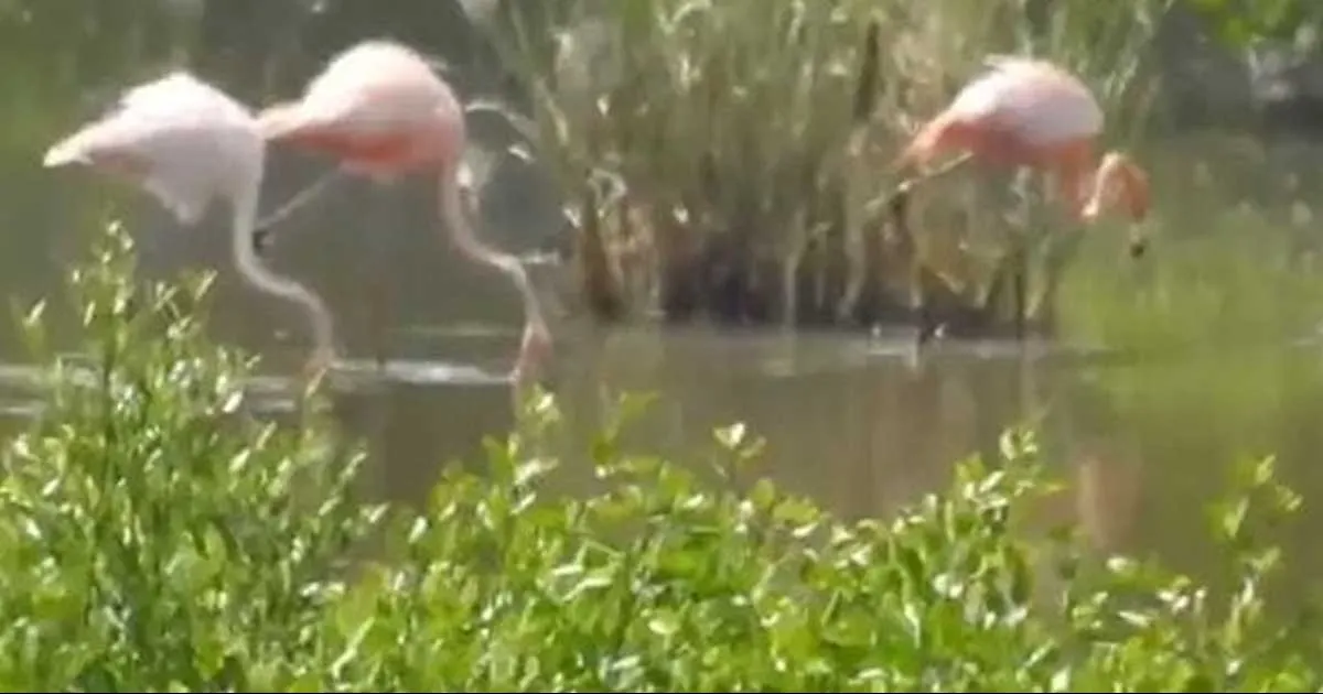 Las aves fueron captadas tomando agua en diferentes arroyos en municipios de Veracruz
