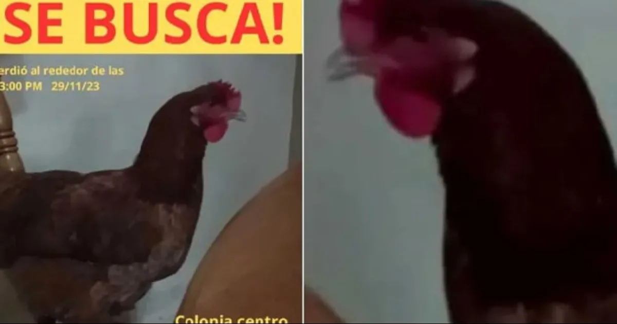 Tadeo, el niño que busca desesperado a su gallina en San Nicolas, Nuevo León y conmueve redes sociales.
