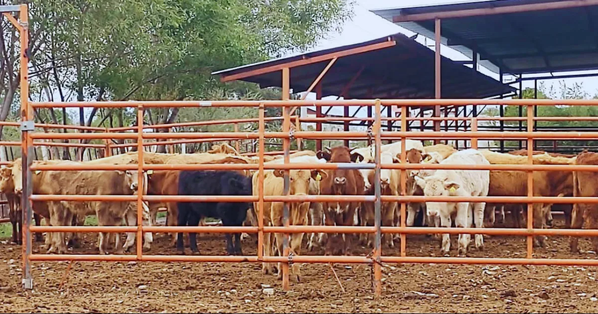 Crísis migratoria afecta exportación de ganado: Gómez