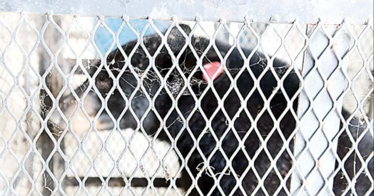 Personal del Zoológico, Seguridad Pública y Protección Civil realizaron un operativo en conjunto par asedar y atrapar al animal