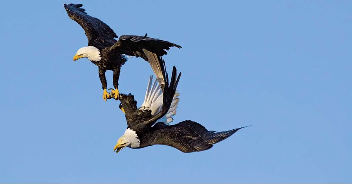 Su vida amorosa es de lo más tradicional, sin embargo el ritual del cortejo implica una actitud mucho más arriesgada