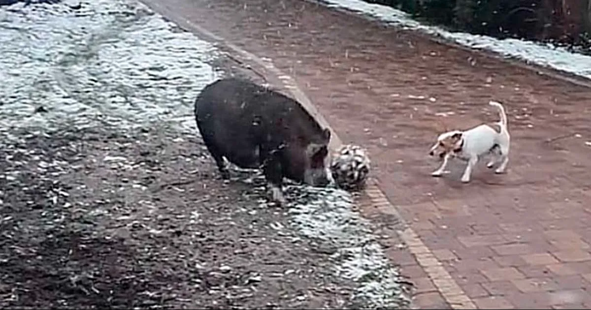 En el video, podemos apreciar a un cerdo de color negro y a un pequeño perro blanco con manchas cafés compartiendo un momento de diversión
