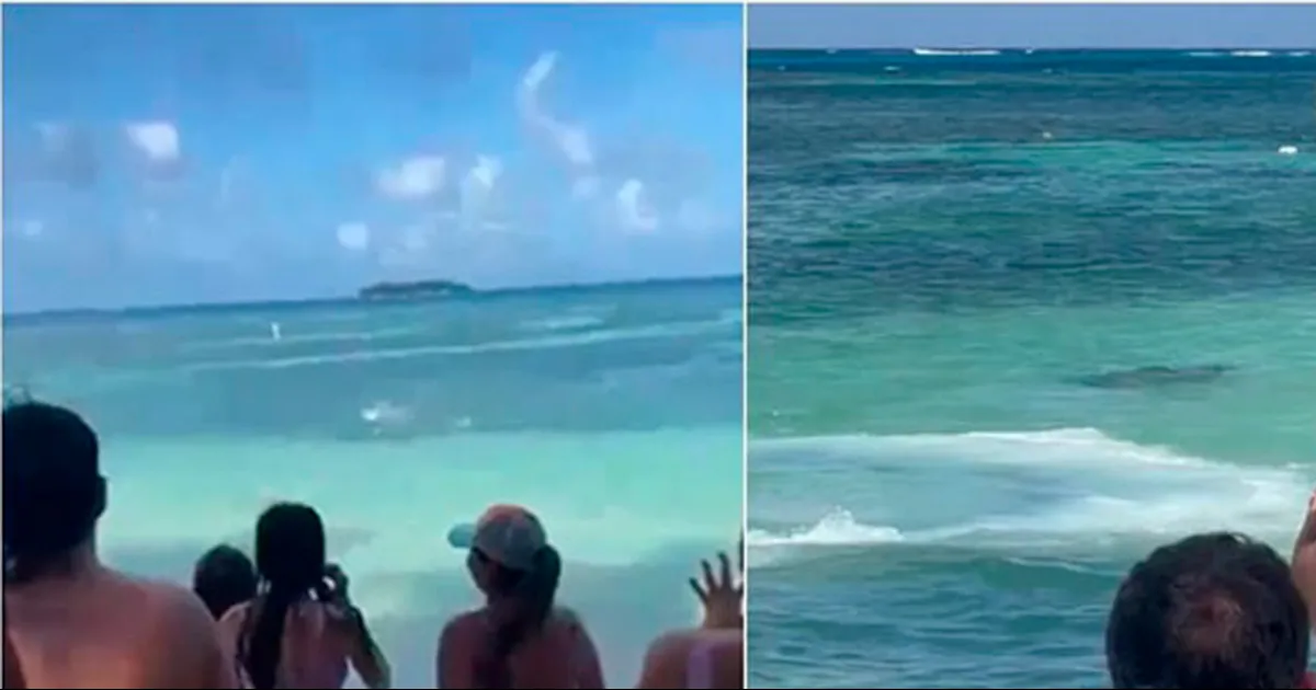 VIDEO: El aterrador momento en que un tiburón sorprende a turistas en el mar de Colombia
