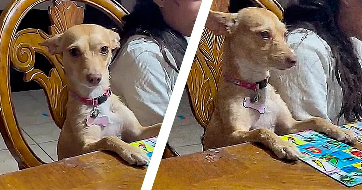 Perrita se enfurece al ir perdiendo en la lotería con sus dueños
