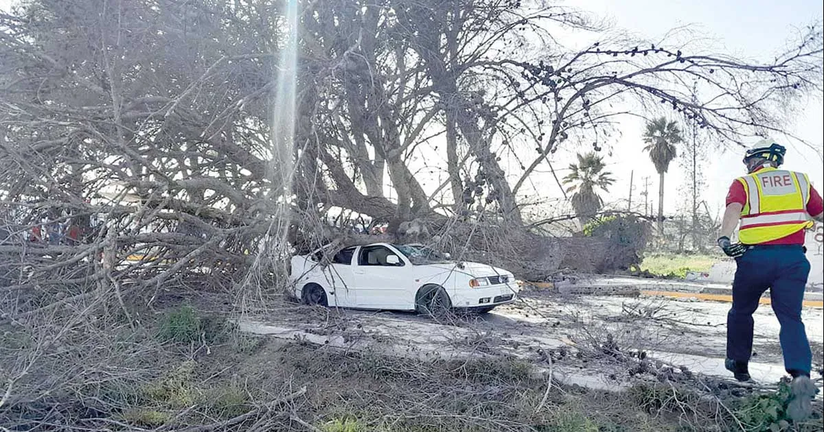 Causa ventarrón estela destructiva en PN y Coahuila