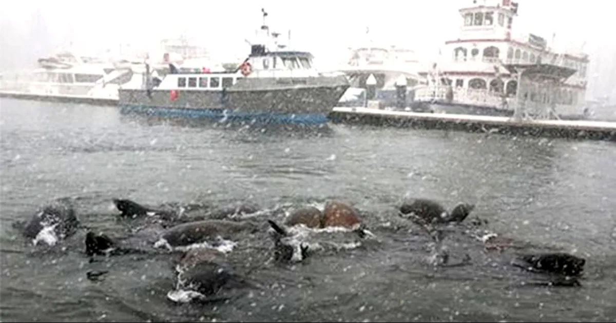Canadá pide a los ciudadanos que reduzcan el uso de electricidad en medio de la tormenta invernal