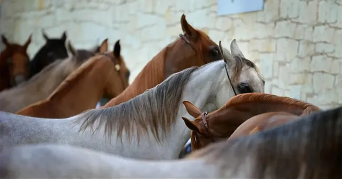 Uruguay confirma el primer caso de encefalitis equina en una persona