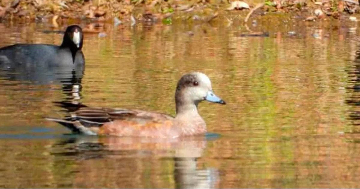 Es el único registro que se tiene de esta especie en la Reserva Natural Estatal.