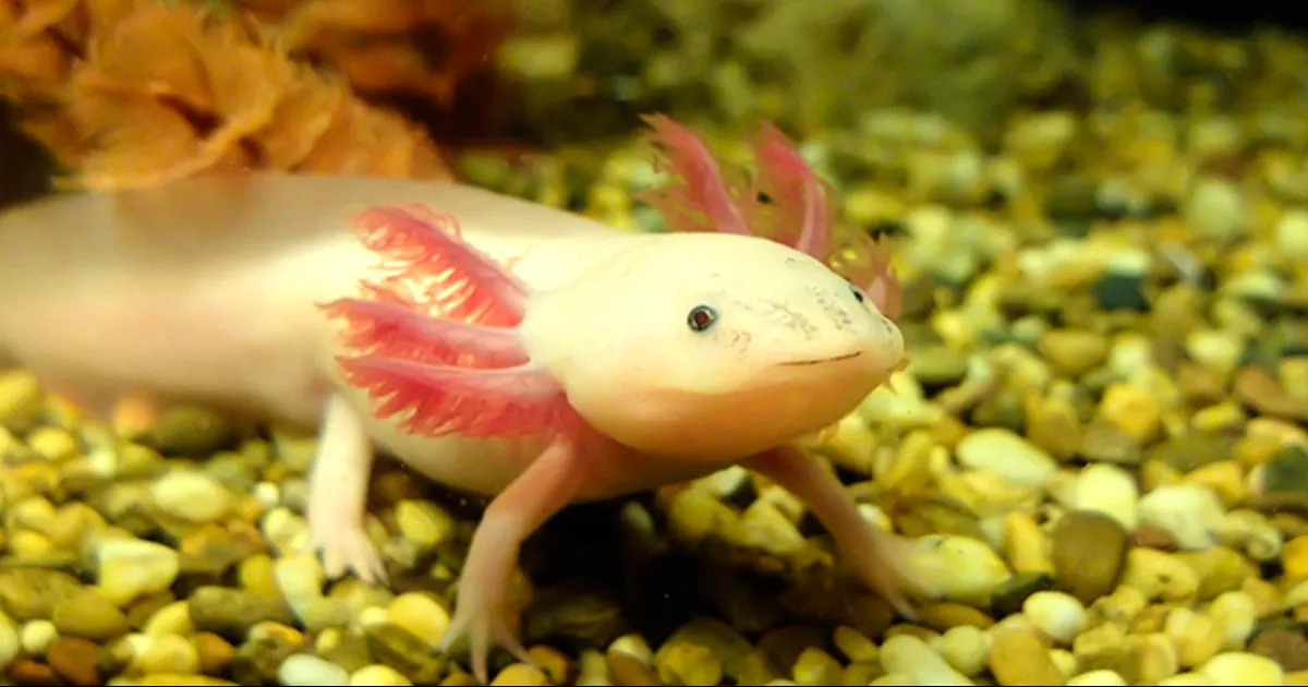 Pese a su gran capacidad regenerativa, esta especie endémica de México enfrenta la amenaza crítica de la extinción.