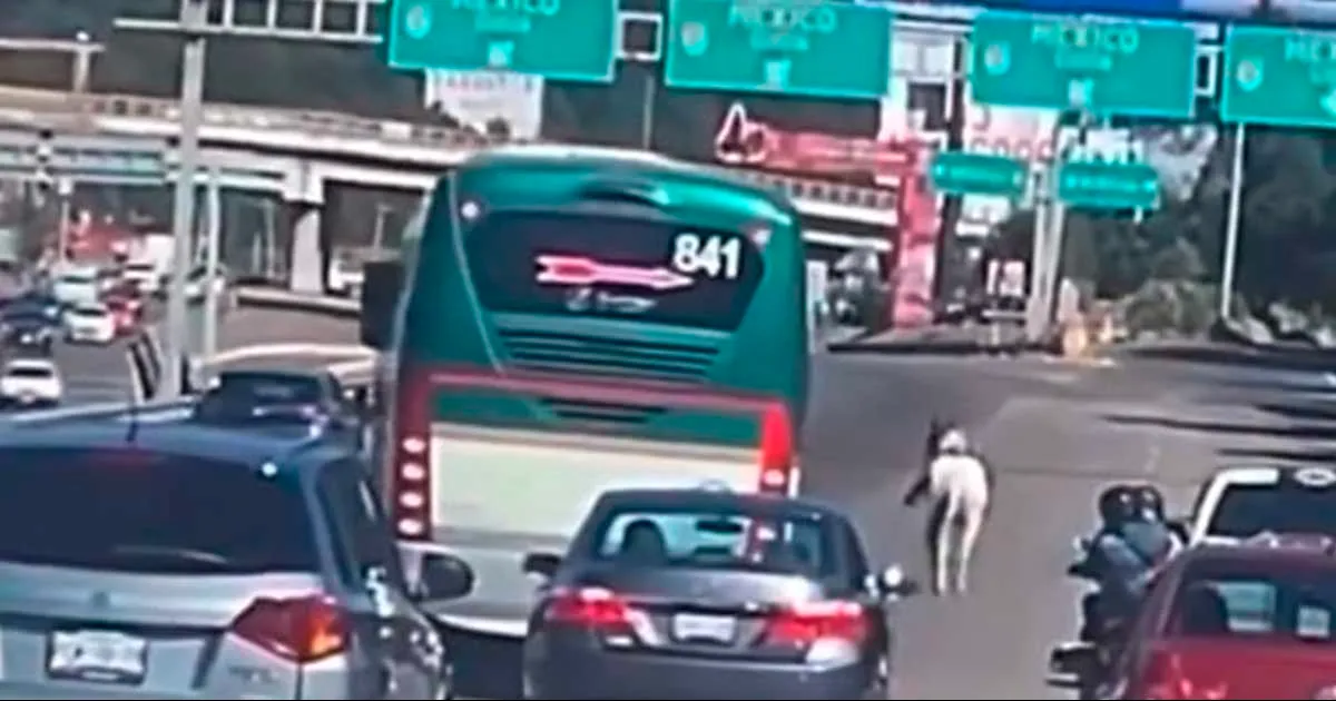 Caballo escapa y corre junto a vehículos en la México-Toluca