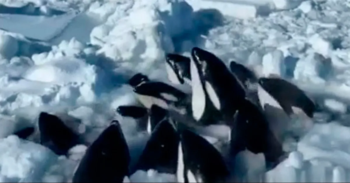 Orcas luchan por su vida tras quedar atrapadas en el hielo