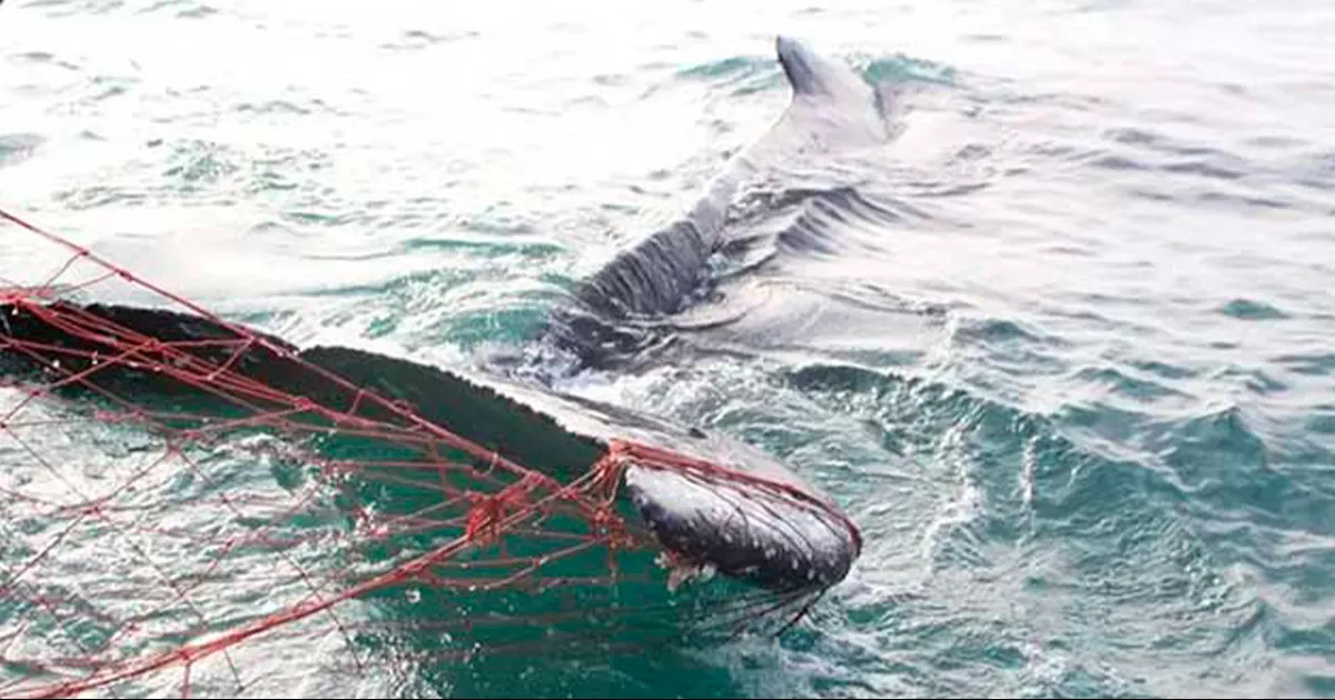 Los cadáveres en avanzado estado de descomposición, fueron reportados por personas de la comunidad que salieron a practicar deporte o caminar en las playas.