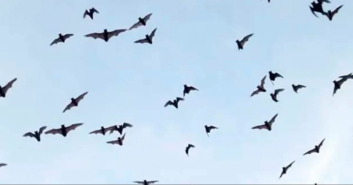 La Secretaría de Salud llamó a la población a ser propietarios responsables al anunciar el reforzamiento de la vacunación antirrábica a sus mascotas.