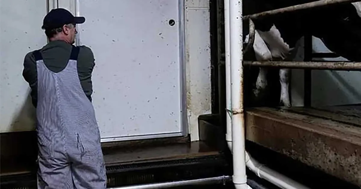 Menores hasta de 13 años fueron empleados ilegalmente para limpiar mataderos en EU