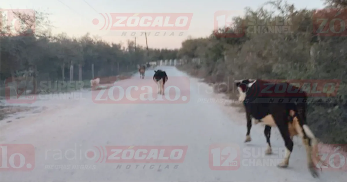 Continúa la presencia de ganado en carretera tramo Morelos - Nava