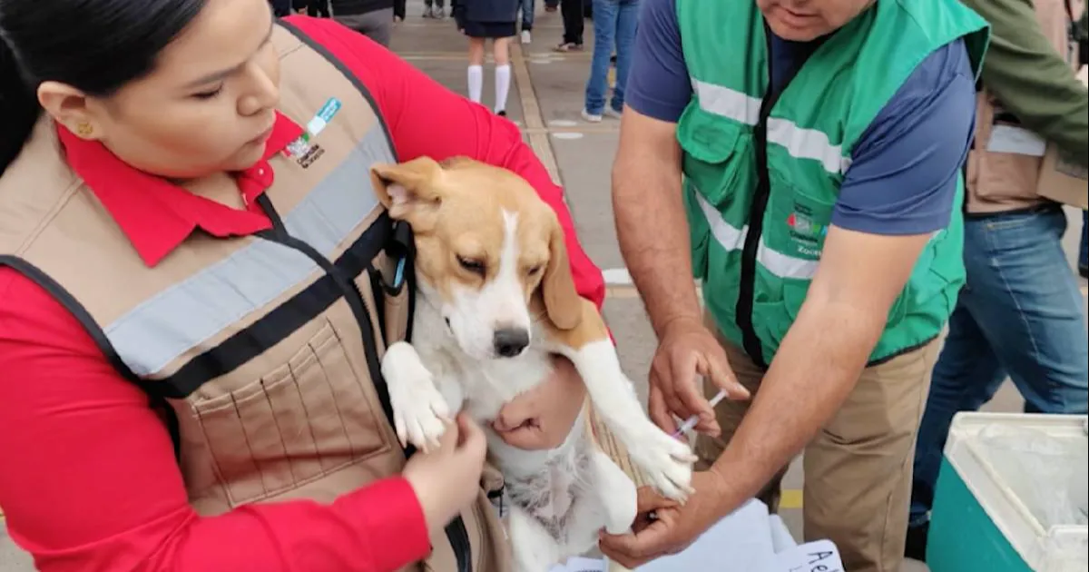 Habrá recorrido por colonias y lugares fijos